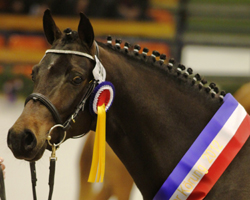 Fehkamps Nightley Siegerhengst Dt Reitpony. Foto: Silke Müller-Uloth