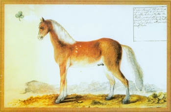 Hengst Frison mecklenburgischer Zucht aus Herzog Gustav Adolfs Gestütbuch.
