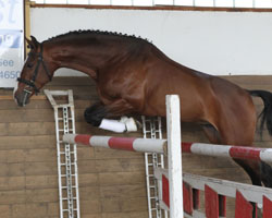 Auch Prämienhengst Magic Graf zeigte sich bei der Schau von seiner besten Seite. Foto: Jutta Wego