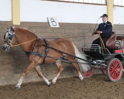 Willi Krug bereicherte die Hengstschau mit seinem Haflinger Wallenstein, den Georg Wolter präsentierte. Foto: Jutta Wego