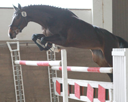 SANDRINA v. Sandro Cup war auf dem 5. Platz mit 7,76 die beste Stute im Lot, die mit 8,56 das höchste Springergebnis aufwies. Foto: Wego