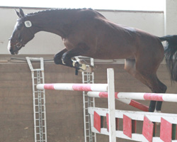 Auf den 2. Platz mit 8,11 kam der vierjährige Mecklenburger Wallach SILENO v. Sir Chamberlain/T. Foto: Wego