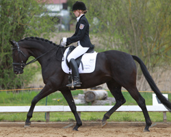 Für den Gastgeberverein RSC Boddenland Greifswald Neuenkirchen punktete vor allem die 18-jährige Kati Spierling mit vier Dressurplatzierungen, darunter ein 2. Platz in der Reitpferdeprüfung auf Sitara. Foto: Wego