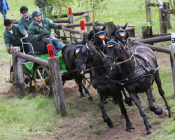Steffen Engelhard aus Siggelkow kam bei den Vierspännern über Achtungsergebnisse nicht hinaus. Foto: Lohrmann