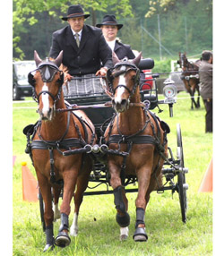 Ponysieger der Kombinierten Prüfung Klasse M wurde Michael Müller aus Rätzlingen. Foto: Lohrmann