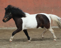 Sprotte v.d. Ostsee ist die Siegerstute bei den Shetlandponystuten in Redefin am 10. Mai. Foto: Wego