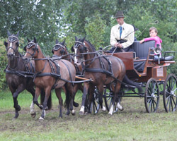 Rüdiger Schulz startete mit seinem Pony-Viererzug bei zwei Turnieren in Westfalen und kehrte mit zwei dritten Plätzen im Gelände zurück. Foto: Wego