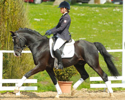 Schierensees Have good Time war mit 22.000 Euro das teuerste verkaufte Pony in Marbach. Foto: Stiller