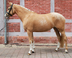 Zu den beiden Ponys von Michael Kopilow und Madlen Brunk gehörte diese Palominostute v. FS Champion de Luxe, die Siegerin bei den PKS-Rassen wurde. Foto: Wego