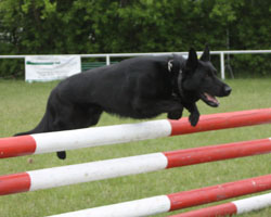 Mitglieder des Hundesportvereins Grimmen demonstrierten die Fähigkeiten ihrer Tiere.
