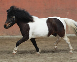 Mit einem ausgesprochen dynamischen Bewegungsablauf ist die Shetlandponystute Sprotte von der Ostsee ausgestattet, die die Ponyprüfung in Setzin mit Wertnote 9,75 gewann (Z.u.B.: Katrin Jacobs, Grammdorf). Foto: Jutta Wego