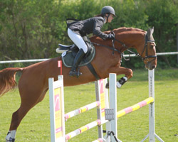 Zu den 19 qualifizierten Mecklenburger Pferden/Ponys gehört die fünfjährige Mecklenburger Stute Cypriana (Cypriano / Grabensprung) aus dem Gestüt Ganschow, die Ramona Schilloks qualifiziert hat. Foto: Wego