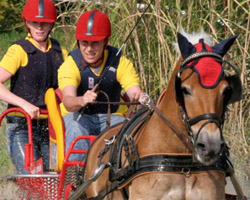 Für zehn S-Siege mit dem Mecklenburger Haflinger Moses wurde Patrick Hanisch das Goldene Fahrabzeichen überreicht. Foto: Krampe