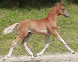 Fürst Fugger x Wind Dancer, mit 86,5 Punkten und dreimal 10 in der Bewegung Mecklenburger Siegerhengstfohlen. Foto: Wego