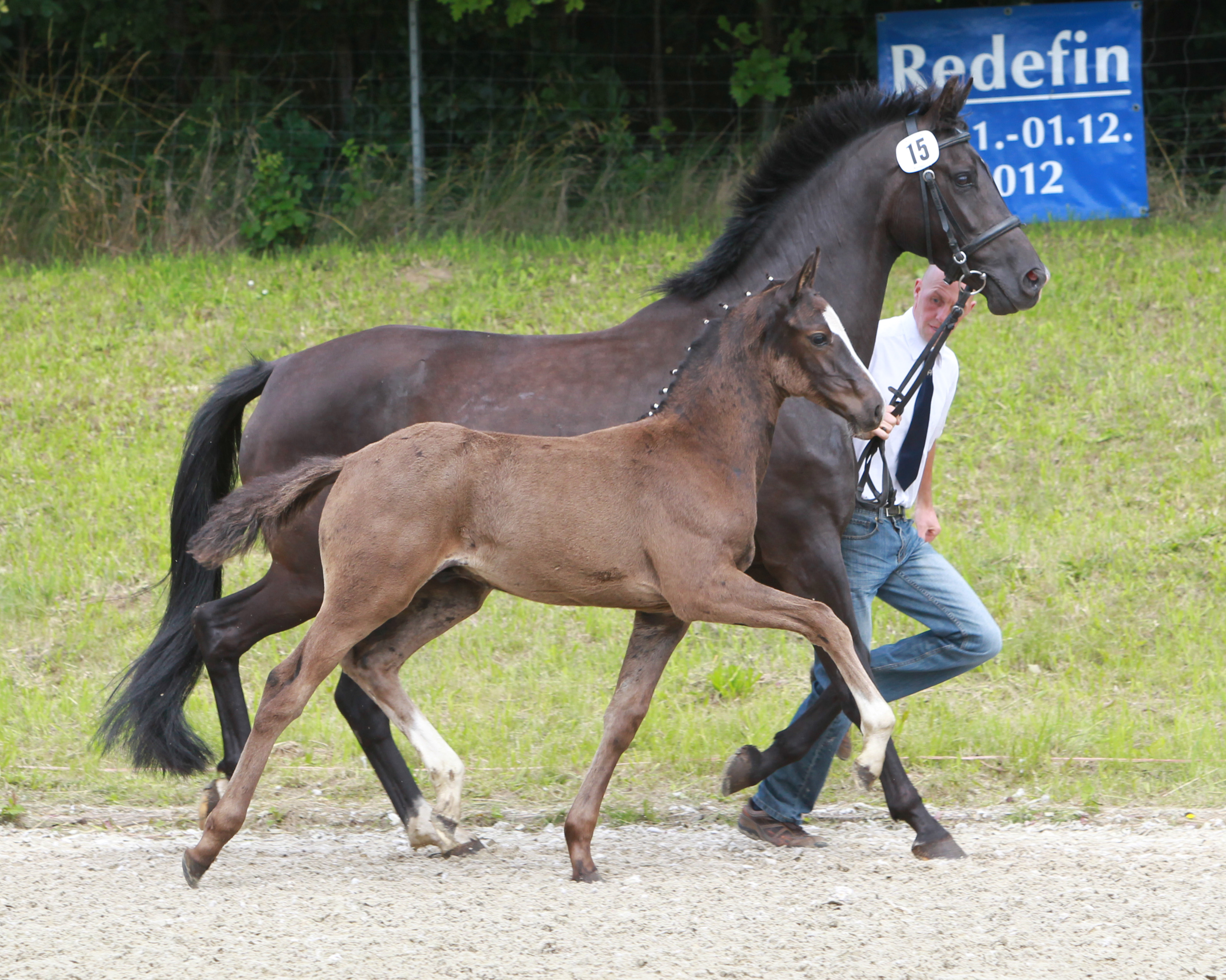 Reservesieger der Hengstfohlen von Surprice x Johnson (Jeaco & Susanne van Pas, Lüblow). Foto: Wego