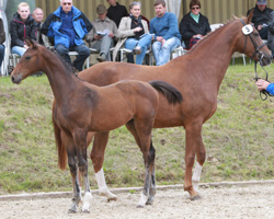 Dritter beiden Hengstfohlen: Con Ferro x World Pleasure (Rick Granzow, Rumpshagen). Foto: Wego
