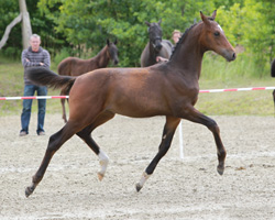 Vierter bei den Hengstfohlen: Cornet's Prinz x Argentinus (Marlene von Mandelsloh, Malchow). Foto: Wego