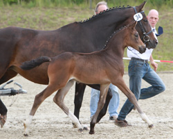 Fünfter bei den Hengstfohlen: Catusp x Alexo (Christiane Jahnke-Kuhrt, Kletzin). Foto: Wego