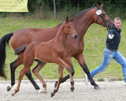 Siegerstutfohlen von Destano x Stedinger (Ulrike Anders, Drosedow). Foto: Wego