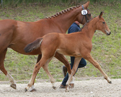 Reservesieger der Stutfohlen von Repertoire x Dream of Heidelberg II (Dietmar Scheufler, Borrentin). Foto: Wego