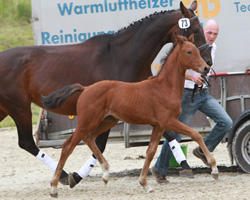 Dritter bei den Stutfohlen: United x Fabriano (Helene Hübner, Poseritz). Foto: Wego