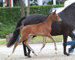 Vierter bei den Stutfohlen: Confiance x Juventus (Hasselmann GbR, Anklam). Foto: Wego