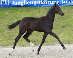 Fünfter bei den Stutfohlen: Christ x Ron William ( Bernd Harlof, Wardow). Foto: Wego