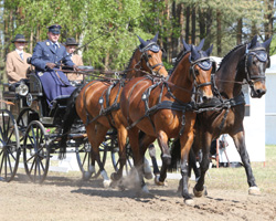 Beim 64. Oldenburger Landesturniers trafen sich auch die deutschen Vierspännerfahrer, um sich für die Weltmeisterschaften vom 15. bis 19. August in Riesenbeck zu empfehlen. Es siegte Michael Brauchle aus Lauchheim. Foto: Wego