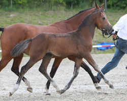 DR Siegerhengstfohlen: von Daimond x Eldorrado (Klaus-Dieter Drogi, Neuhaus/Elbe). Foto: Wego