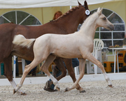 DR Reservesiegerhengstfohlen: von FS Chacco Blue x Orchard D'Avranches (Petricia von Mirbach, Kühlungsborn). Foto: Wego