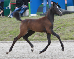 DR Siegerstutfohlen: von Visconti x Blue Dancer (Hannelore Stojke, Retzow)). Foto: Wego