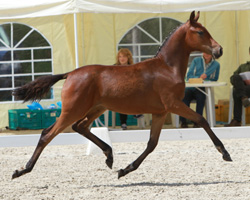 DR Reservesiegerstutfohlen: von Danco on Top x Der feine Lord (Rüdiger Tremp, Stülow). Foto: Wego