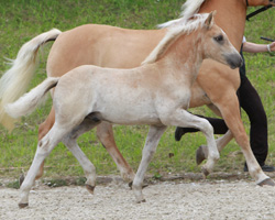 Haflinger Siegerhengst: von Standars x Albatros (ZG Krug, Brüel). Foto: Wego
