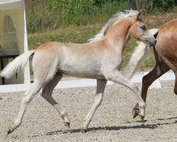 Haflinger Siegerstute: von World-Cup x Askhan (Haflingergestüt Reimer, Zarneweanz). Foto: Wego