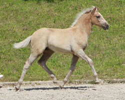 Sieger Edel Haflinger: Hengst von Ammersee x Nobelstar (Edgar Mock, Lüblow). Foto: Wego
