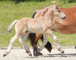 Reservesieger Rheinisch Deutsches Kaltblut: Hengst von Artuss x Helios (Wolfgang Schmidt, Babke). Foto: Wego