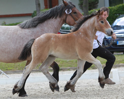 Sieger Rheinisch Deutsches Kalblut: Stute von Artuss x Victor (Ingo Zaren, Roggentin). Foto: Wego