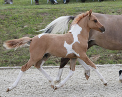 Sieger Lewitzer: Hengst von Saphir x Allat Al Ganschow ox (Jagdschloss Friedrichsmoor). Foto: Wego