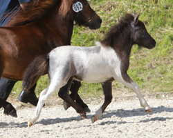 Sieger Shetland-Mini: Hengst von Diego vom Landhof x Zenith van stal noord-zuid (Andrea Otte, Gifhorn). Foto: Wego