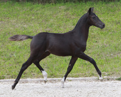 Sieger New Forest: Hengst von Samba Boy x Lamento III (Susanne Lange-Meyer, Zislow). Foto: Wego
