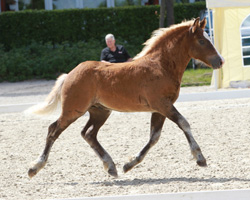 Sieger Schwarzwäöder Kaltblut: Hengst von Winsor x Wilddieb (Harand Dethloff, Petschow). Foto: Wego