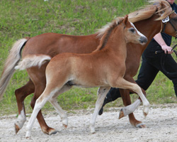 Sieger Welsh A: Hengst von Shamrock Classic Clearwater x Rondeels Mac (Jan Schumacher, Bargischow). Foto: Wego