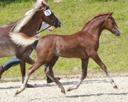 Sieger Welsh B: Hengst von Sophianora Largo x Moorkieker Gawain (Udo Haugk, Tutow). Foto: Wego