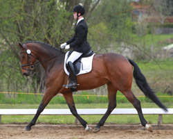 Der auf dem Gestüt Kempke Hof reitende Spanier Victor Alfonso Pomares gewaan in Meesiger auf der Balettmeister Stute Baccara die Reitpferdeprüfung mit Wertnote 7,83. Foto: Wego
