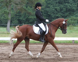 Zwei L-Dressursiege erkämpfte sich Jolanda Becker vom Hof Bohm auf ihrem Pony Diskaro. Foto: Wego