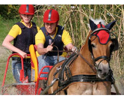 Mit dem im Haflingergestüt Reimer (Zarnewanz) gezogenen Haflinger Moses wurde Patrick Hanisch in Drebkau Deutscher Meister der Pony-Einspänner. Foto: Krampe