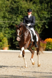 Callaho's Benicio, Hannoveraner von Belissimo / Velten Third, mit Anna-Sophie Fiebelkorn Bundeschampion der sechsjährigen Dressurpferde. Callaho's Benicio, Hannoveraner von Belissimo / Velten Third, mit Anna-Sophie Fiebelkorn Bundeschampion der sechsjährigen Dressurpferde.