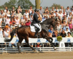 Markus Suchalle, einige Zeit als Bereiter auf dem Kempke Hof tätig, hat den vierjährigen Holsteiner Verbandshengst Catoo (v. Con Air / Caletto) zum Bundeschampion geritten. Fotos: Lafrentz Markus Suchalle, einige Zeit als Bereiter auf dem Kempke Hof tätig, hat den vierjährigen Holsteiner Verbandshengst Catoo (v. Con Air / Caletto) zum Bundeschampion geritten. Fotos: Lafrentz