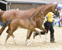 Hengstfohlen von Stalypso / Escudo. Foto: Stiller Hengstfohlen von Stalypso / Escudo. Foto: Stiller