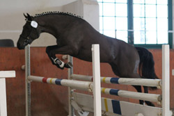 Reitponyhengst Primus (Pearcy Pearson / Neckar), Z.u.B.: Anja u. Olaf Dallmann (Priborn). Foto: Wego